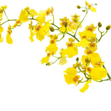 Cargar imagen en el visor de la galería, Yellow Oncidium Orchids – 10 Fresh Cut Stems - theflowerscreations