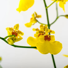 Cargar imagen en el visor de la galería, Yellow Oncidium Orchids – 10 Fresh Cut Stems