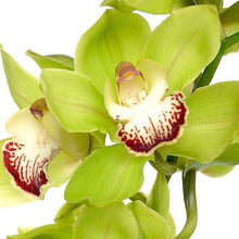 Cargar imagen en el visor de la galería, Green Cymbidium Orchid Stems – Fresh-Cut from Netherlands - theflowerscreations