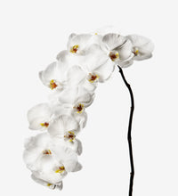 Cargar imagen en el visor de la galería, White Phalaenopsis Orchid Box – 12 Fresh Cut Stems