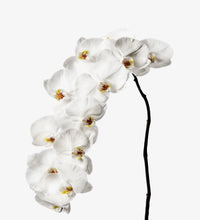 Cargar imagen en el visor de la galería, White Phalaenopsis Orchid Box – 12 Fresh Cut Stems - theflowerscreations