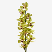 Cargar imagen en el visor de la galería, Green Cymbidium Orchid Stems – Fresh-Cut from Netherlands - theflowerscreations