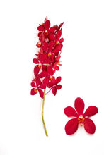 Cargar imagen en el visor de la galería, Red Mokara Orchids – 10 Fresh Stems | Bold & Long-Lasting Blooms - theflowerscreations