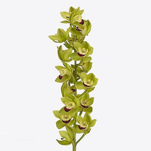 Cargar imagen en el visor de la galería, Green Cymbidium Orchid Stems – Fresh-Cut from Netherlands