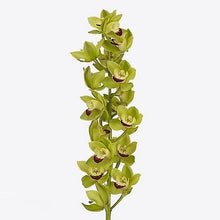 Cargar imagen en el visor de la galería, Green Cymbidium Orchid Stems – Fresh-Cut from Netherlands - theflowerscreations