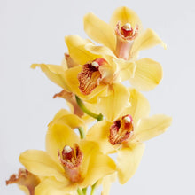 Cargar imagen en el visor de la galería, Yellow Cymbidium Orchid – Fresh Cut Stems from Netherlands - theflowerscreations