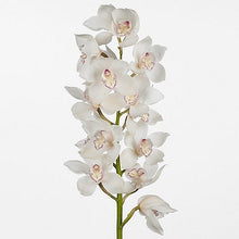 Cargar imagen en el visor de la galería, White & Pink Cymbidium Orchid – Fresh Cut Stems from Netherlands