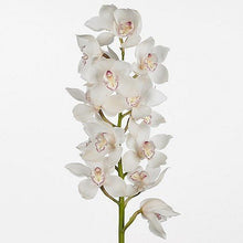 Cargar imagen en el visor de la galería, White & Pink Cymbidium Orchid – Fresh Cut Stems from Netherlands - theflowerscreations