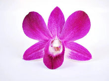 Cargar imagen en el visor de la galería, 100 Fresh Loose Purple Orchid Blooms from Thailand - theflowerscreations