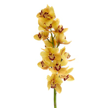 Cargar imagen en el visor de la galería, Yellow Cymbidium Orchid – Fresh Cut Stems from Netherlands
