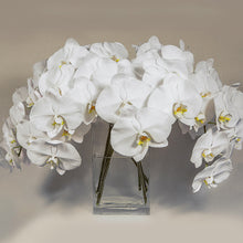 Cargar imagen en el visor de la galería, White Phalaenopsis Orchid Box – 12 Fresh Cut Stems
