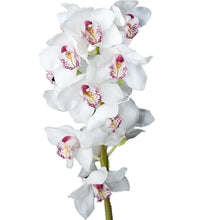Cargar imagen en el visor de la galería, White &amp; Pink Cymbidium Orchid – Fresh Cut Stems from Netherlands
